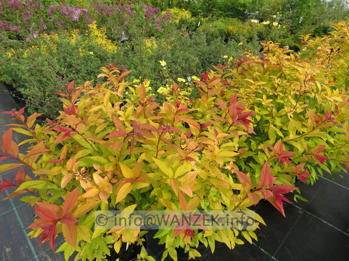 Spiraea japonica Goldflame 01.JPG